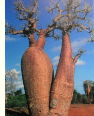 Baobab-Baum auf Madagaskar