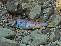 Fisch-Sterben, Oder, Juli/August 2022 - Foto: adege - Creative-Commons-Lizenz Namensnennung Nicht-Kommerziell 3.0
