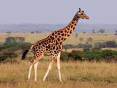 Giraffe, Foto: John Hilliard - Creative-Commons-Lizenz 2.0