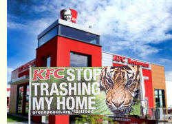 Kentucky Fried Chicken bedroht Sumatra-Tiger, Foto-Collage