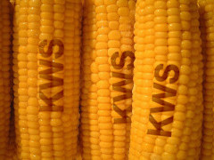 KWS-Mais - Grafik: Samy - auf der Basis eines Fotos von: carmine660 - Creative-Commons-Lizenz Namensnennung Nicht-Kommerziell 3.0
