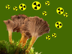 Pilze radioaktiv belastet - Grafi: Samy - Creative-Commons-Lizenz Namensnennung Nicht-Kommerziell 3.0
