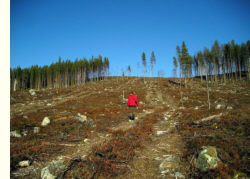 Forstwirtschaft in Schweden
