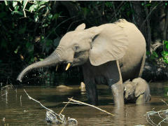 Forest elephants (Loxodonta cyclotis) in the swamp Mbeli Bai - Foto: Thomas Breuer - Creative-Commons-Lizenz Namensnennung 2.5 generisch