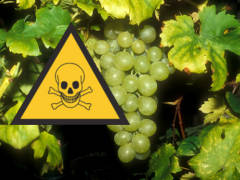 Weintrauben mit Glyphosat - Grafik: Samy - Creative-Commons-Lizenz Nicht-Kommerziell 3.0